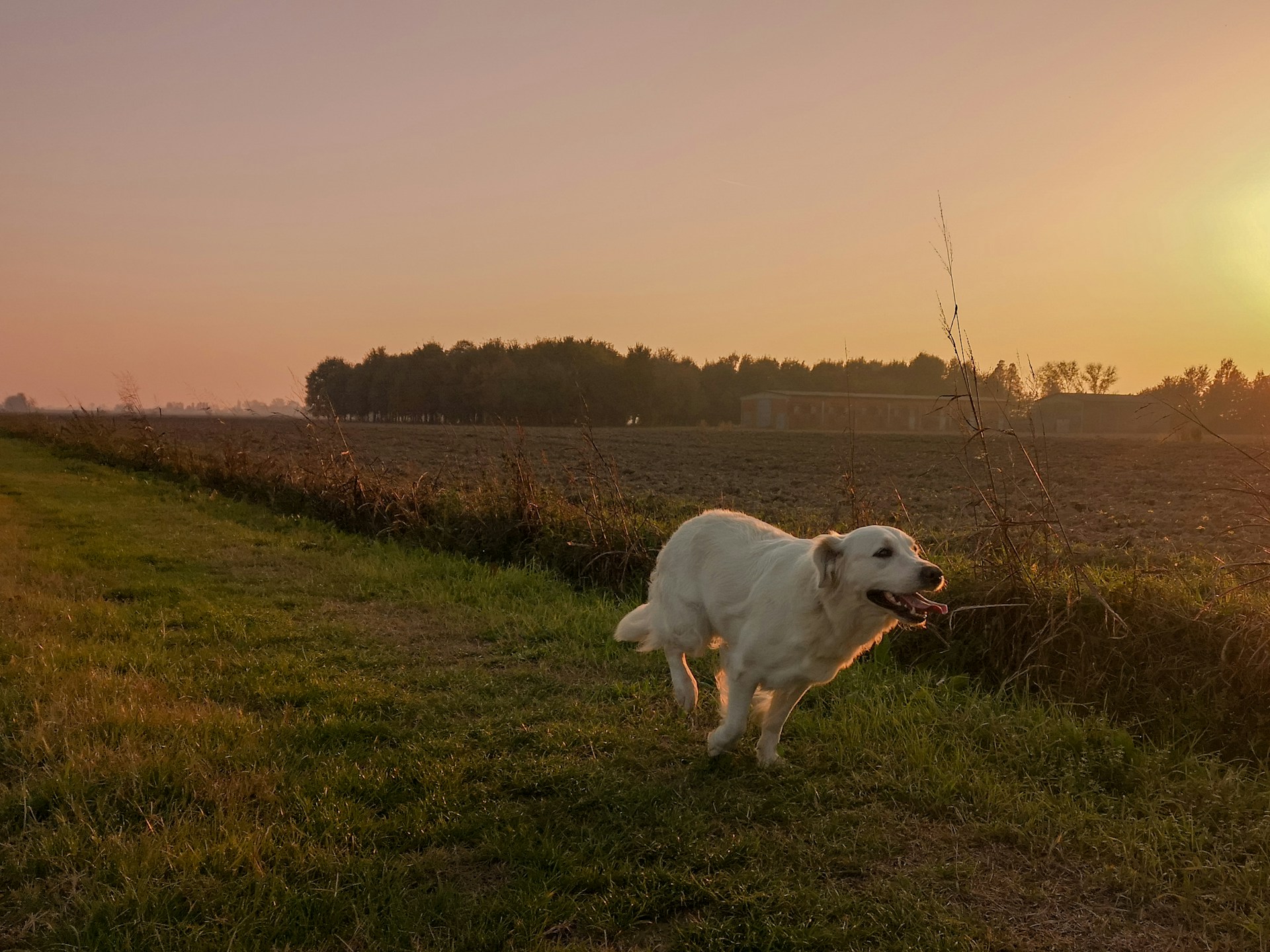 dog running